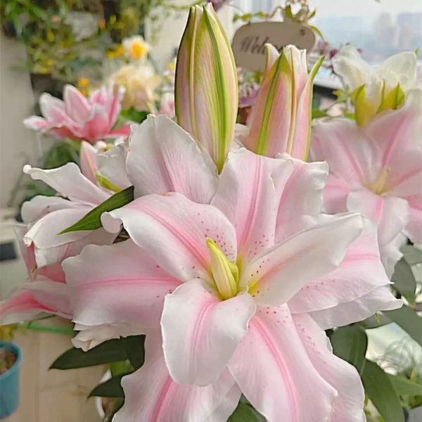 花香療癒導師班